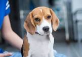 South Africa actor/actress Famous Beagle