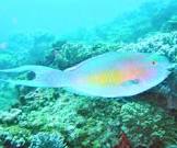 South Africa actor/actress Plucky Parrotfish