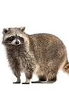 South Africa actor/actress Raccoon)